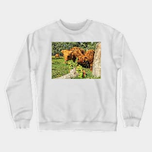 Scottish Highland Cattle Calves and Apples 2095 Crewneck Sweatshirt